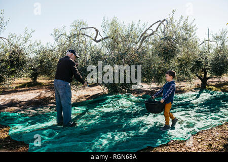 Älterer Mann und Enkel Olivenernte zusammen im Orchard Stockfoto