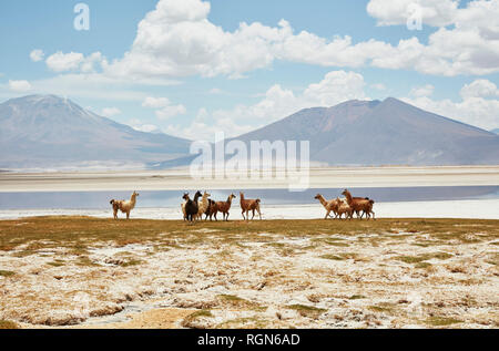 Chile, Salar del Carmen, Alpakas in Salt Lake Shore vor der Anden Stockfoto
