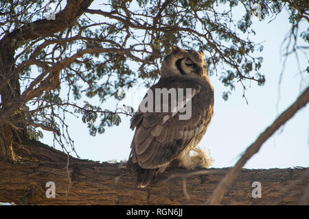 Südafrika Kalahari Transfrontier Park, Süd weiß - Eule konfrontiert, Ptilopsis granti Stockfoto