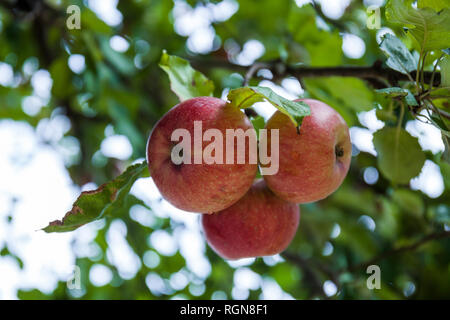 Äpfel wachsen auf einem Baum Stockfoto
