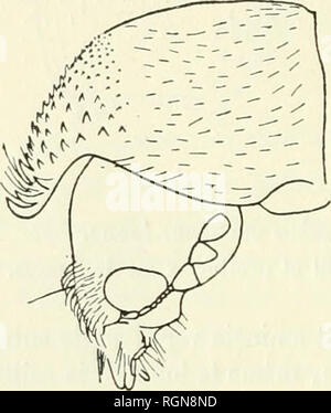 . Bulletin du Museum national d'histoire naturelle. Natural History. - 192 - Aire polie du Halsschild réduite. -D Déclivité apicale marquée de Punkte enfoncés et de gros Körner espacés, sans Granulat plus Petits interposés.-Lang. 8-10 miliim. Indo-Chine nord-orientale: Tonkin Zentrale (D'Langue, 1886, Muséum National d'Histoire Naturelle); Luc Nam, Plaine de Tam Ra, Avril 1908 (L. Biaise m Coll. L. Bedel); Als ^loï, sud-ouest de Lang-Son, mars 1906 (Kommandant Fouquet). Annam, Quang-Tri (S. de Pirey im Coll. Oberthiir). - H ind. d 9 S. elongatus Lesne. /I-3. Lobe suscéphalique du Halsschild angu Stockfoto