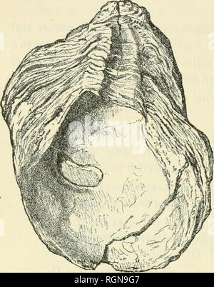 . Bulletin du Museum national d'histoire naturelle. Natural History. 232 - Data Sheet de ce Niveau au Soudan, Quel que soit l'Age qu'où Lui attribue. Seule l'Huître n'a pas Pu être identifiée rigoreusement. Donc J'ai Cru utile de Lui Donner un nom Nouveau, au * provisoii 'e-ment, Ostren Lnperrinei, de Façon que l'on puisse La géologiques dénommer dans les Travaux sur le Soudan. Il résulte en effet de la comparaison des échantillons du Colonel La |) er-rine avec ceux de M. Chiidoau que celte es|) èce est Celle que cet Gesamtrichtung a-teur ein désignée Sous Le nom de 0. vgl. elegans (Missionsau S Stockfoto
