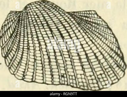 . Bulletin du Museum national d'histoire naturelle. Natural History. 1. 1. Plicata Clieinii. 2. A.reticulata (IHI-iiin. Oder, M. Gravier ein rapportÃ © de Dschibuti, en temps mÃªme que les SPÖ © ci-mens d'A. plicata mentionnÃ©s plus Haut, deux Ã © chantillons dont La forme, la couleur et la Skulptur rÃ©pondent complÃ¨tement k la Beschreibung prÃ© Cà © dentÂ"; et Que, par consÃ©Quent, j'identifie aussi À VA. Reticulata; ils confirment en Effet, Ã¢mes Yeux, l'Autonomie de Celle-ci comme Espò ¨ ce distincte. Dschibuti. 2 SPÖ © cimens. 12. Arca (anadara) antiquata LinnÃ©. 1767. Arca antiquata Linnk, Syst. Nat., Stockfoto