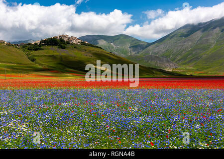 Italien, Umbrien, Sibillini Nationalpark, blühende Blumen auf Piano Grande di Castelluccio Di Norcia Stockfoto