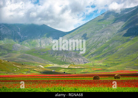 Italien, Umbrien, Sibillini Nationalpark, blühenden Blumen und Linsen auf der Hochebene Piano Grande Stockfoto