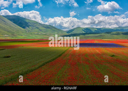 Italien, Umbrien, Sibillini Nationalpark, blühende Blumen auf Piano Grande di Castelluccio Di Norcia Stockfoto