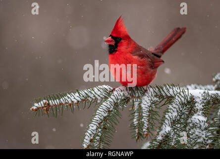 Kardinal im Schnee Stockfoto