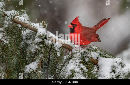 Kardinal im Schnee Stockfoto