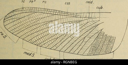 . Bulletin du MuseÌum d'histoire naturelle. Natural History. Â M â breux Merkmale de parentÃ © avec Celle des "odictyoplÃ PalÃ¨res. Eine Première vue, il s'Ã©loigne de Fayolielln elongataMeiin. parla Verteilung des nervuresalaires. 1, © odictyoptÃ PalÃ¨res. Archaecompsoneura superba nov. s [). Ce nouveau Genre se sÃ© pare immÃ©diatement de tous les © odictyoptÃ PalÃ¨res (PlatyptÃ © Fahrten Brgt.) Non seulement par les nervures de l'aile, Mais aussi par la trÃ¨s feine rÃ©ticulation transversale garnissant Tout Le Champ de cet organe. Je n'ai trouvÃ© qu'une aile (postÃ © rieure) de cet intÃ©ressant fossile, Bien Stockfoto