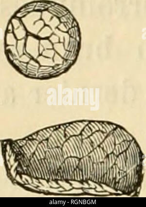 . Bulletin d'insectologie Agricole: Journal mensuel de la Société Centrale d'apiculture &Amp; d'insectologie. Schädlinge und nützliche Insekten. . Bitte beachten Sie, dass diese Bilder sind von der gescannten Seite Bilder, die digital für die Lesbarkeit verbessert haben mögen - Färbung und Aussehen dieser Abbildungen können nicht perfekt dem Original ähneln. extrahiert. Société Centrale d'apiculture et d'insectologie (Frankreich). Paris: Au secrétariat de la société Stockfoto