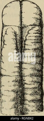 . Bulletin du MuseÌum d'histoire naturelle. Natural History. Â 313 plus Grand que chez l. genicuÃ® alus et les yeux diffÃ©rerameut placÃ©s; la tÃ© te est Ã©galement plus Petite dans son Ensemble. Auf pourrait Encore remarquer que cette NÃ©merte ressemble au Liiieus pictifrons Dekor crit par Goe en icjok; Mais le derriÃ¨re de la tÃ© te et, en Parti-culier, l'Angle blanc mÃ©Dian en diffÃ ¨ mieten considÃ © rablement. Il est à noter, d'ailleurs, que L. pictifrons est une Espò ¨ ce Voisine de L. geniculaius, et que ces NÃ©Mertes, avec L. DigiÅli et quelques autres, se rattaclient à une sÃ©rie dont le L. genicula Stockfoto