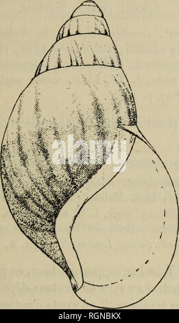 . Bulletin du MuseÌum d'histoire naturelle. Natural History. - 251 "Le seul exemplaire recueiiH par la Mission n'est pas le Typ figurÃ© dans les Novitates: c'est une variÃ©tÃ© Foureaui intermÃ©diaire Entre{'Achatina Schweinjuii/ii et VA. marginata. ComparÃ©e au Typ Scliwcinfurthi, la variÃ©tÃ© Foureaui en diffÃ ¨ re: par sa spire nicht Ministerpraesidenten les Tours sind proportionnellement * Ã©levÃ© s; par son Ouverture plus Ã © largie à la base Et plus largement Convex vers Le bord externe; par sa col umelle plus tordue (cette columclle rappelle à-Peu prÃ¨s Celle exactement de VA. marginata); enf Stockfoto