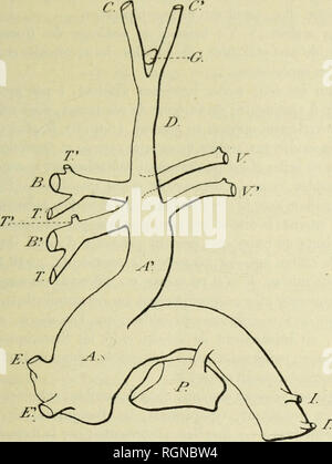 . Bulletin du MuseÌum d'histoire naturelle. Natural History. - 11 - ploineni, À (Hi ('l ((nos vaii. iiilcs |) i^s, Les disposilioiis {V; n&lt;'i; lfiK, Ty | I | iH, (1 rs Uiuninaiils, s' (''l&lt; Mi (ltMil ('{paiement aux l'l (| iii (l (''sCl, aux Tapire, &Lt;â ¢ (, que je vais (Kri iro plus parliculiÃ ¨ nMiioiil d'apiiYs; r, Aoi lifpifj (!&lt;', (lirali; calal(){} uÃ © sous 1 dans (Â "II" A) los liiyyT Colloclions (l'Anatojiiio conipan'Ã®e (lu Musée 'uni (siehe Abbildung Q). Une coronaire droite ou posU^ rieurc (E) et une coronaire/â auclie ou antiÃ® rieure (E') s'isolent, Einrichtung ¨ s ia base de Taorle, d'Après-ski-le Stockfoto