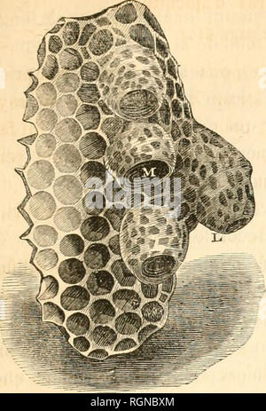 . Bulletin d'insectologie Agricole: Journal mensuel de la Société Centrale d'apiculture &Amp; d'insectologie. Schädlinge und nützliche Insekten. ÉLÉMENTAIRES LEÇONS D BIENENHALTUNG. 127. Bitte beachten Sie, dass diese Bilder sind von der gescannten Seite Bilder, die digital für die Lesbarkeit verbessert haben mögen - Färbung und Aussehen dieser Abbildungen können nicht perfekt dem Original ähneln. extrahiert. Société Centrale d'apiculture et d'insectologie (Frankreich). Paris: Au secrétariat de la société Stockfoto