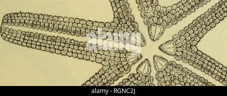. Bulletin du MuseÌum d'histoire naturelle. Natural History. - 233 - cinq sind subÃ © gaux et les deux autres sind trÃ¨s Petits et de formation toute rÃ©Cente. Le plus Grand bhs, mesurÃ © À partir de la bouche, a2 Ã¢milli-mÃ¨Tres de Länge; / = 6 millimÃ¨Tres. Le deuxiÃ¨meÂ" exemplaire sechs Bi als subÃ © gaux: R=^18, r=15 millimÃ¨tres Dans le troisiÃ¨me (Lig. 3), les Bras sind au Nombre de Sept: l'un d'eux est plus Grand, et les Six autres, plus Petits et atteignent subegaux, à peu prÃ¨s la moitiÃ© de la Länge du plus Grand: /? = i A, R = 3 millimÃ¨Tres. En raison de la prÃ©pondÃ © Rance Stockfoto