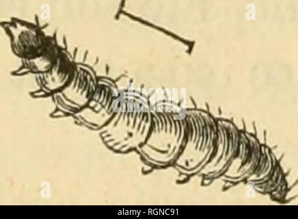 . Bulletin d'insectologie Agricole: Journal mensuel de la Société Centrale d'apiculture &Amp; d'insectologie. Schädlinge und nützliche Insekten. . Bitte beachten Sie, dass diese Bilder sind von der gescannten Seite Bilder, die digital für die Lesbarkeit verbessert haben mögen - Färbung und Aussehen dieser Abbildungen können nicht perfekt dem Original ähneln. extrahiert. Société Centrale d'apiculture et d'insectologie (Frankreich). Paris: Au secrétariat de la société Stockfoto