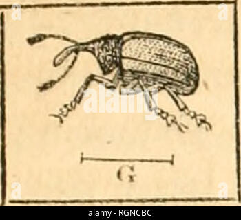 . Bulletin d'insectologie Agricole: Journal mensuel de la Société Centrale d'apiculture &Amp; d'insectologie. Schädlinge und nützliche Insekten. RiG. 12. L'Attelabe.. Bitte beachten Sie, dass diese Bilder sind von der gescannten Seite Bilder, die digital für die Lesbarkeit verbessert haben mögen - Färbung und Aussehen dieser Abbildungen können nicht perfekt dem Original ähneln. extrahiert. Société Centrale d'apiculture et d'insectologie (Frankreich). Paris: Au secrétariat de la société Stockfoto