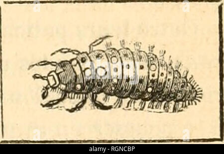 . Bulletin d'insectologie Agricole: Journal mensuel de la Société Centrale d'apiculture &Amp; d'insectologie. Schädlinge und nützliche Insekten. Ii. - Sa Dove.. Bitte beachten Sie, dass diese Bilder sind von der gescannten Seite Bilder, die digital für die Lesbarkeit verbessert haben mögen - Färbung und Aussehen dieser Abbildungen können nicht perfekt dem Original ähneln. extrahiert. Société Centrale d'apiculture et d'insectologie (Frankreich). Paris: Au secrétariat de la société Stockfoto