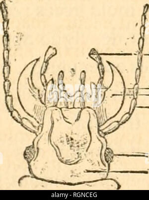 . Bulletin d'insectologie Agricole: Journal mensuel de la Société Centrale d'apiculture &Amp; d'insectologie. Schädlinge und nützliche Insekten. Jambe. Torse.. U Palpes. Mâchoires. Mandibules. Antennes. Yeux. Tète.. Bitte beachten Sie, dass diese Bilder sind von der gescannten Seite Bilder, die digital für die Lesbarkeit verbessert haben mögen - Färbung und Aussehen dieser Abbildungen können nicht perfekt dem Original ähneln. extrahiert. Société Centrale d'apiculture et d'insectologie (Frankreich). Paris: Au secrétariat de la société Stockfoto