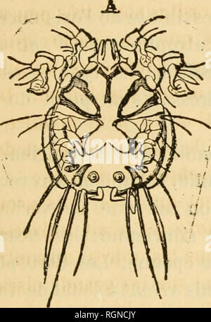 . Bulletin d'insectologie Agricole: Journal mensuel de la Société Centrale d'apiculture &Amp; d'insectologie. Schädlinge und nützliche Insekten. BULLETIN D'INSECTOLOGIE AGRICOLE Spécimens de Sarcoptides plumicoles. 6 25. Bitte beachten Sie, dass diese Bilder sind von der gescannten Seite Bilder, die digital für die Lesbarkeit verbessert haben mögen - Färbung und Aussehen dieser Abbildungen können nicht perfekt dem Original ähneln. extrahiert. Société Centrale d'apiculture et d'insectologie (Frankreich). Paris: Au secrétariat de la société Stockfoto