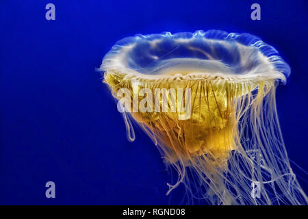 Eigelb Qualle, Phacellophora camtschatica Stockfoto