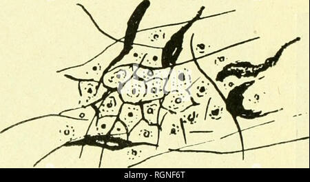 . Bulletin de La Station Biologique d'Arcachon. Zoologie. 88 BULLETIN DE LA STATION BIOLOGIQUE D'Arcachon 1921 Dans le Premier enthousiasme Que Me procurÃ ¨ mieten ces recher- ches qui datent de 1898, je Crus holen Sie de vÃ©ritables Linien cl j'ESPÒ © rais que de Nouvelles für mich fourniraient Le Moyen de l'aire disparaÃ® tre Le Gros pÃ© dicule, qui Dekor shono-rait ces Produktionen si brillantes d'autre Pari, et d'holen Sie tontes les Qualità © s superficielles des Linien perles Perles. Des Forschung folgende Restaurierungen entreprises les annÃ©es m'ont montrÃ©que le succÃ¨s n'Ã©Tait pas si proche que je suivantes Stockfoto
