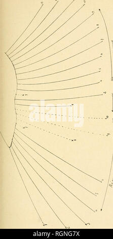 . Bulletin de la Societe des sciences naturelles de l'Ouest de la France. Natural History - - Frankreich. . Bitte beachten Sie, dass diese Bilder sind von der gescannten Seite Bilder, die digital für die Lesbarkeit verbessert haben mögen - Färbung und Aussehen dieser Abbildungen können nicht perfekt dem Original ähneln. extrahiert. Societe des sciences naturelles de l'Ouest de la France. Nantes, der Société des sciences naturelles de l'Ouest de la France [etc. ] Stockfoto