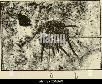 . Bulletin du Museum national d'histoire naturelle. Natural History. Â 28 Â ORGANISMES ANIMAUX. Infusoires. "Les Infusoires que Nous avons Rencontres appartiennent À la famille des Keronina, Abschnitt des CuirassÃ © s; cette Abschnitt Seife les Genres Campyhpus, PlÅsconia, Euploles, Schizopus, Aspidisca. Plusieurs de ces Genres sind reprÃ©sentÃ©s par les Espò ¨ ces Fossilien sui- Vantes: Pl.-esconia cvcloides, Abb. 1. Â Corps circulaire mesurant 62 fx de Dia-mÃ¨Tre, muni de cirrhes ventraux marginaux frontaux, et, le tout eine Nombre de16, de deux ou Trois cornicules; Pas de Stile.. Abb. 1. Â PlÅ Stockfoto