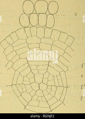 . Bulletin du MuseÌum d'histoire naturelle. Natural History. Â 278 â Nous constatons que certaines cellules [f, Abb. i) de l'assise pericycliqne se Dekor doiiljlcnt [) Ar nne cloison Tangentielle (C, Abb. a) en Deux celhiles - filles (w p) suj) erposÃ © es suivant Le Rayon. Ce-cloisonnement se produit de la e m w m. Fijj. 2. 3 "pluise. "Les mÃ bin Es leltros ont la mÃªme Signifikation dans les qualre ligures. c. Cloison lan{fenliclle sÃ© paronl les Doux collulcs-Tilles/'/% â ¢ Ã{j^ aucho, la Cellule - fille inlerne a donnÃ© naissance aux Deux cellules M, m. mÃªme maniÃ¨i'een deii Punkte abl) posÃ © s conm Stockfoto
