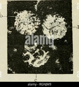 . Bulletin du Museum national d'histoire naturelle. Natural History. - 180 - spore Est de kk Fx; Elles rappellent par leur Taille 'set leur re Eau de certaines macrospores silicifîées Sphenophyllum de Rive-de-Gier;. Abb. 3. - Macrospores de Taille plus faible. Gr. 600/1. 11, h. Macrospores avec Microcoques, C. Macrospore de Sphenophyllum?. Bitte beachten Sie, dass diese Bilder sind von der gescannten Seite Bilder, die digital für die Lesbarkeit verbessert haben mögen - Färbung und Aussehen dieser Abbildungen können nicht perfekt dem Original ähneln. extrahiert. Museum national d'histoire naturelle (Fr Stockfoto