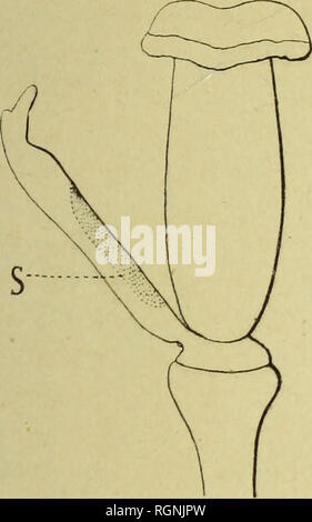 . Bulletin du MuseÌum d'histoire naturelle. Natural History. Â 188 â Un certain Lemps, rÃ©tamine se redresse revieni lenlrment et à l'Ã" Tai |) rimiiir. Si auf La louche à Nouveau, elle exÃ©cute une seconde l'ois le mÃªme mouve- ment et ainsi de suite un Nombre de fois© limitÃ seulement par la Müdigkeit de l'Organe. Il s'agit donc, lÃ, de mouvements que l'on peut provoquer À-vo-lontÃ©', comparables, par consÃ©Quent, aux mouvements provoquÃ©s de la Sen-Sitive. Aussi a - t - auf proposÃ© pour l'Epine-Vinette une thÃ©orie Analoge à Celle donnÃ©e pour la Sensilive, thÃ©orie dans laquelle l'Vertreibung et Stockfoto