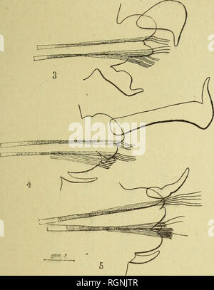 . Bulletin du MuseÌum d'histoire naturelle. Natural History. Â 179 â Rame dorsale qu'à la serpe ({ue l'auf mÃªme Iroiive à la place dans les Segmenten qui suivent. Aux 5% 6'et 7* parapodes, les caractÃ¨res se modifient. Au7 "sÃ©ligÃ¨re (Abb. h), Le cirre dorsale, insÃ ¨ re sur la Spitze antÃ©rieure De aplati parapode, est, un peu coudÃ © et effilÃ © au Sommet; Il est de Abmessungen relativement considÃ©rables.. 3. Porapodo fin sofrmcnt sÃ© ligÃ¨re. - Li. Parapode du 7* Segment sÃ© tigÃ¨re. Â 5. Parapode du 1 o-Segment sÃ© tigÃ¨re. La rame infÃ©rieure ne prÃ©sente plus ces soies à longue serpe, Don Stockfoto
