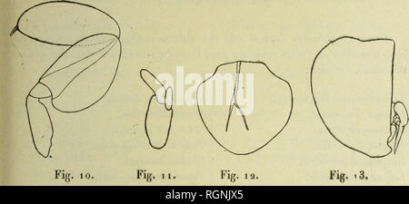 . Bulletin du MuseÌum d'histoire naturelle. Natural History. Â 578 â Coulis cl consislenl (^11 in [) (klonculo ot doux nrUclos terminniix; le pÃ" - eine 1 tloucLile millimÃ¨tre seulement de Lange; une moitiÃ© seulement de ce-pÃ©doncule est sichtbar sur la Face dorsale. L'Artikel interne est aussi Lange que le pe "oncuie; l'Artikel externe est moitiÃ© plus court, tous Deux ont leur extrÃ©mitÃ © arrondie. La Première Paire de pattes est plus Courte que les Trois suivantes; la Base longue est et grÃªle. Les Trois paires suivantes sind Dekor tachÃ©es du corps Chez tous les SPÖ © cimens; Elles sind probableme Stockfoto