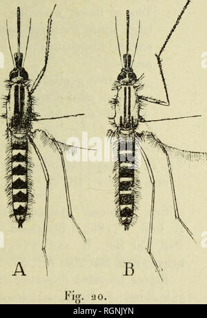 . Bulletin du MuseÌum d'histoire naturelle. Natural History. Appareil gÃ©nital tun YOchlerotatus dorso-viltatus.. A, Ochlerotatus punctor Kirby $; lÃ®, 0. eommunis De Geer $(Schloss © matique). 12. 0. Gemeinden De Geer 1770. MÃ©m. s. scrv. Ã Fhkt.des Isoliertes, VI, 31 G, 329, PL. XVII; Howard, Dyar et Knab, mosq. N.c. Amer., III. 308, (1915), Edwards, En t. Mont Ma g., Il, 63 (1916). Syn. nemorosus Aucτ. Deux ESPÒ ¨ ces distinctes ont Ã©tÃ© confondues Sous Le nom de CuleÅ nemorosus Meigen; de mÃªme Taille, quelquefois mÃªme de Couleur, elles prÃ© sentent cependant de caractÃ¨res Konstanten qui Permettent Stockfoto