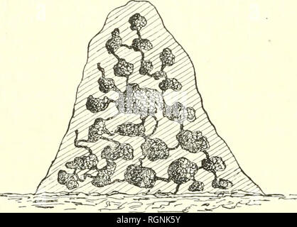 . Bulletin du Museum national d'histoire naturelle. Natural History. 22 - Hylotoma Micheli 1. du Bnysson. n. sp. Korps Robustes, groß, jaune teslacÃ", avec la lÃªte, Les antennes, le mÃ©so notuni, IV' cusson, le postÃ © cusson, Les hanches, leslrochanlers, Les cuisses, des Bandes interrompues sur l'Abdomen et enfin les Ventile g." nilales noir - bleu. Palpes noirs; vordere Jaune - testacÃ©, trÃ¨s Convex; clypeus marginÃ largement Ã ©©, Les tempes derriÃ¨re Les yeux Jaune - testacÃ © et dilatÃ © es;]) onctua- à-Peu prÃ¨s Nulle; ailes amples, jaunes, apicale mitÃ rexlrÃ © © lÃ©gÃ¨rement enfumÃ©e, le Stig Stockfoto