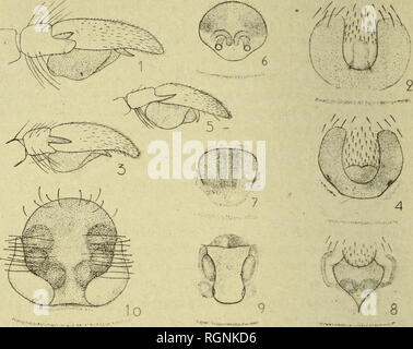 . Bulletin du MuseÌum d'histoire naturelle. Natural History. - U6 - Lebensraum. Â AlgÃ©rie: AÃ¯n-Sefra (Vibert), Bogari, Bou-Saada, Aumalo. Les diffÃ©Hinweise entre les maies des L. Simoni et algÃ©Riens sind trÃ¨s 57, Mais lepigyne permet de distinguer Les femelles avec la plus grande facilitÃ©.. Kig. 1, Leplodraasus Jeniincus E.S. (j*, pallo - iayclioiiT. Â Fij;. , Iti. Ã © pigyne. Â Abb. 3,//. nlbidiia K. S. Patte-mÃ clioÃ® rc. Â Abb. "Ich, Ã¹/. V, ('pigyue. Â Abb. 5, L. Simoni Dahlien (j*, patte-mÃ¢ choire. - - Abb. (&Gt;, Id. Ã, Ã © Pi -;;;;;;;; Yiu", - Abb. 7/&gt;. algericus Daim. Ã, Ã © pigyue. Â F Stockfoto