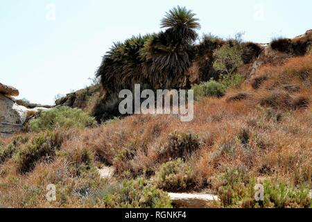 Die Wüste Negev, Nahal Tzin und ein Avedat von Sde Boker in Israel. Stockfoto