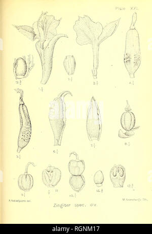 . Bulletin du Jardin botanique de Buitenzorg. Pflanzen. . Bitte beachten Sie, dass diese Bilder sind von der gescannten Seite Bilder, die digital für die Lesbarkeit verbessert haben mögen - Färbung und Aussehen dieser Abbildungen können nicht perfekt dem Original ähneln. extrahiert. Die Lands Plantentuin. Buitenzorg [etc. ] Stockfoto