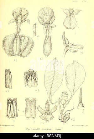 . Bulletin du Jardin botanique de Buitenzorg. Pflanzen. . Bitte beachten Sie, dass diese Bilder sind von der gescannten Seite Bilder, die digital für die Lesbarkeit verbessert haben mögen - Färbung und Aussehen dieser Abbildungen können nicht perfekt dem Original ähneln. extrahiert. Die Lands Plantentuin. Buitenzorg [etc. ] Stockfoto