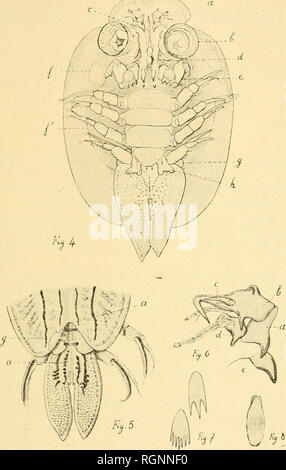 . Bulletin de La Station Biologique d'Arcachon. Zoologie. i> lant: Iif. Il. Bitte beachten Sie, dass diese Bilder sind von der gescannten Seite Bilder, die digital für die Lesbarkeit verbessert haben mögen - Färbung und Aussehen dieser Abbildungen können nicht perfekt dem Original ähneln. extrahiert. Société scientifique d'Arcachon. Station Biologique. Arcachon Stockfoto