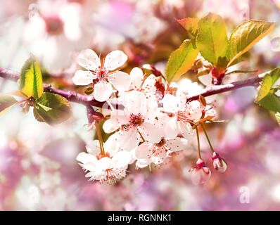 Cherry rosa Blüten Nahaufnahme. Blooming cherry tree. Sakura blühen. Frühling Blumen natürlichen Hintergrund Stockfoto