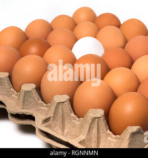 Braun Weiß Frische Hühnereier in Pappe Container auf weißem Hintergrund Stockfoto