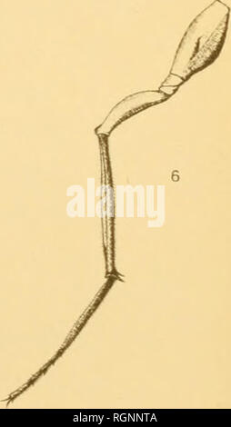 . Bulletin de la Societe des sciences naturelles de l'Ouest de la France. Natural History - - Frankreich. . Bitte beachten Sie, dass diese Bilder sind von der gescannten Seite Bilder, die digital für die Lesbarkeit verbessert haben mögen - Färbung und Aussehen dieser Abbildungen können nicht perfekt dem Original ähneln. extrahiert. Societe des sciences naturelles de l'Ouest de la France. Nantes, der Société des sciences naturelles de l'Ouest de la France [etc. ] Stockfoto