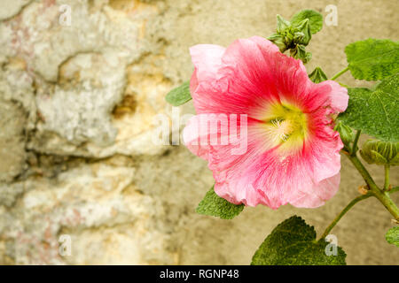 Rosa Malve gegen rustikale Mauer aus Stein, Loire Tal, Frankreich Stockfoto