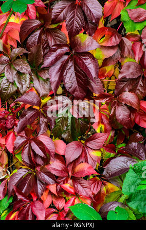 Herbstliche helle Farbe Bild einer Wand mit bunten Lila, Rot, Orange, Gelb und Grün Blätter - ein Laub Hintergrund Fotografie Stockfoto