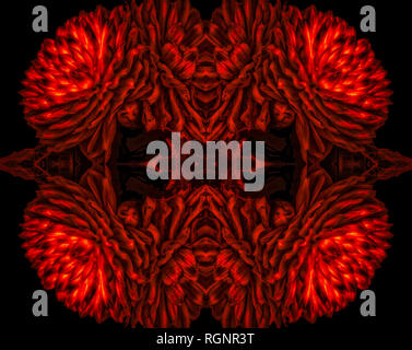 Surreale floral Textur in Rot aus einer Blüte Dahlie Blüte auf schwarzem Hintergrund, Fantasy, surrealistische, bildende Kunst Stockfoto