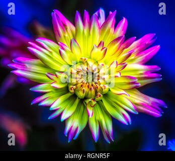 Lebendige Farben detaillierte Makro Blume Porträt eines isolierten einzelnen Stern - wie blühende Dahlie Blüte in Gelb, Rosa, Blau auf unscharfen Hintergrund Stockfoto