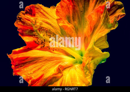 Farbenfrohe Kunst fantasy Makro portrait einer isolierten Hibiscus Blüten auf schwarzem Hintergrund im Pop-Art-Stil Stockfoto
