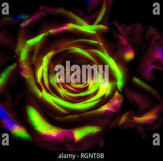 Regenbogenfarbige makro Portrait eines isolierten Einzelnen gelb rot rosa violett orange Rosenblüte auf schwarzem Hintergrund - pop art Farben, surreale Stockfoto