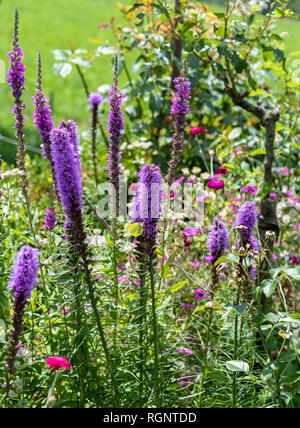 Farbe outdoor Natur Bild von Violett liatris/Blazing Star Blüten mit einem liatris/bromstone Schmetterling auf natürliche Garten wiese Hintergrund Stockfoto